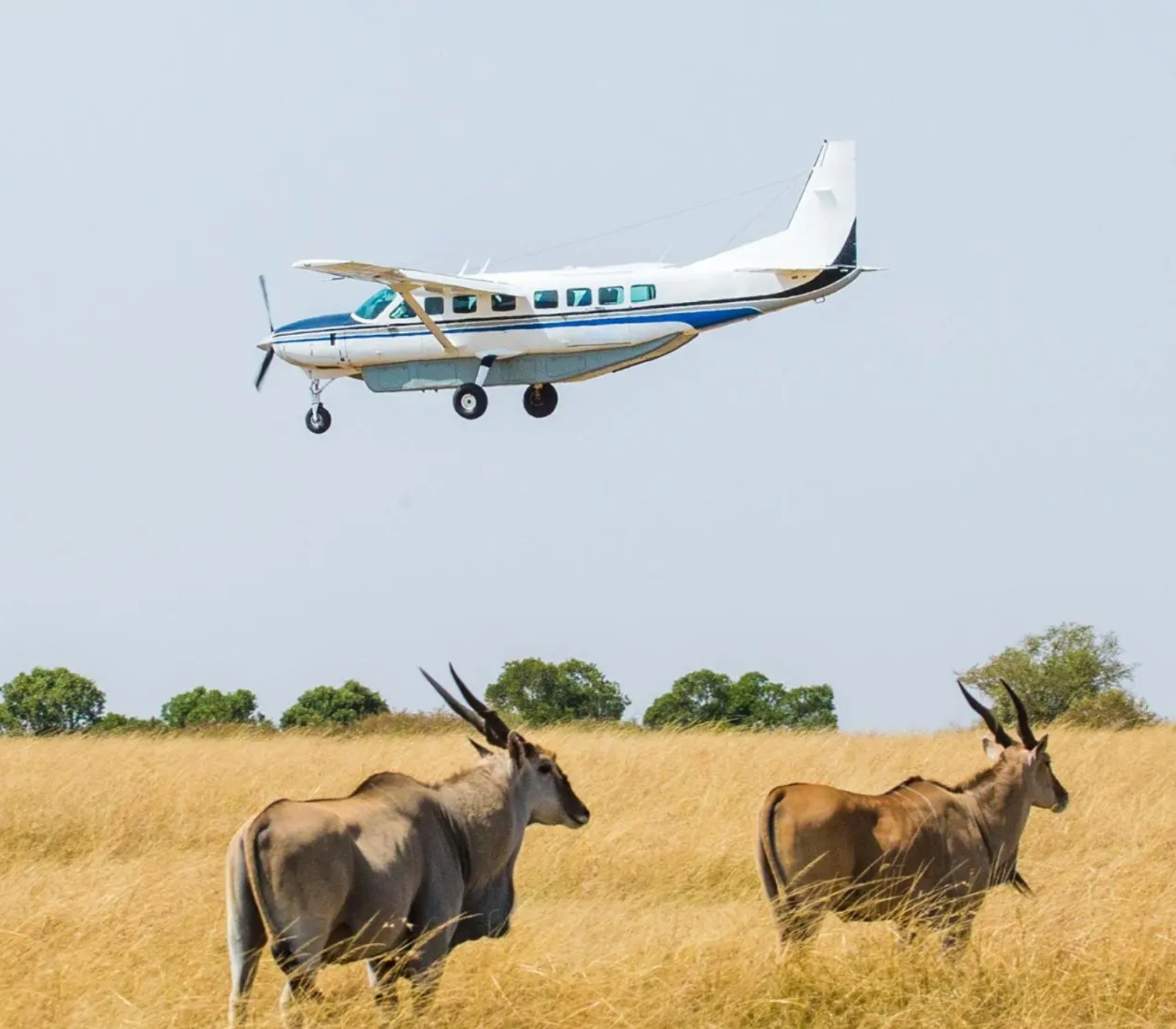 2-Day Fly-In Safari to the Masai Mara Attractions