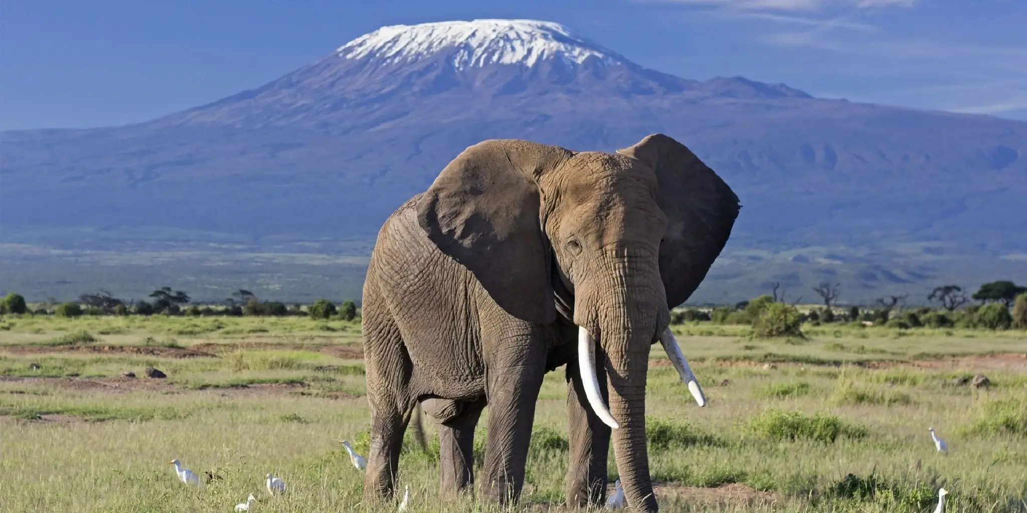 2-Days Amboseli Safari