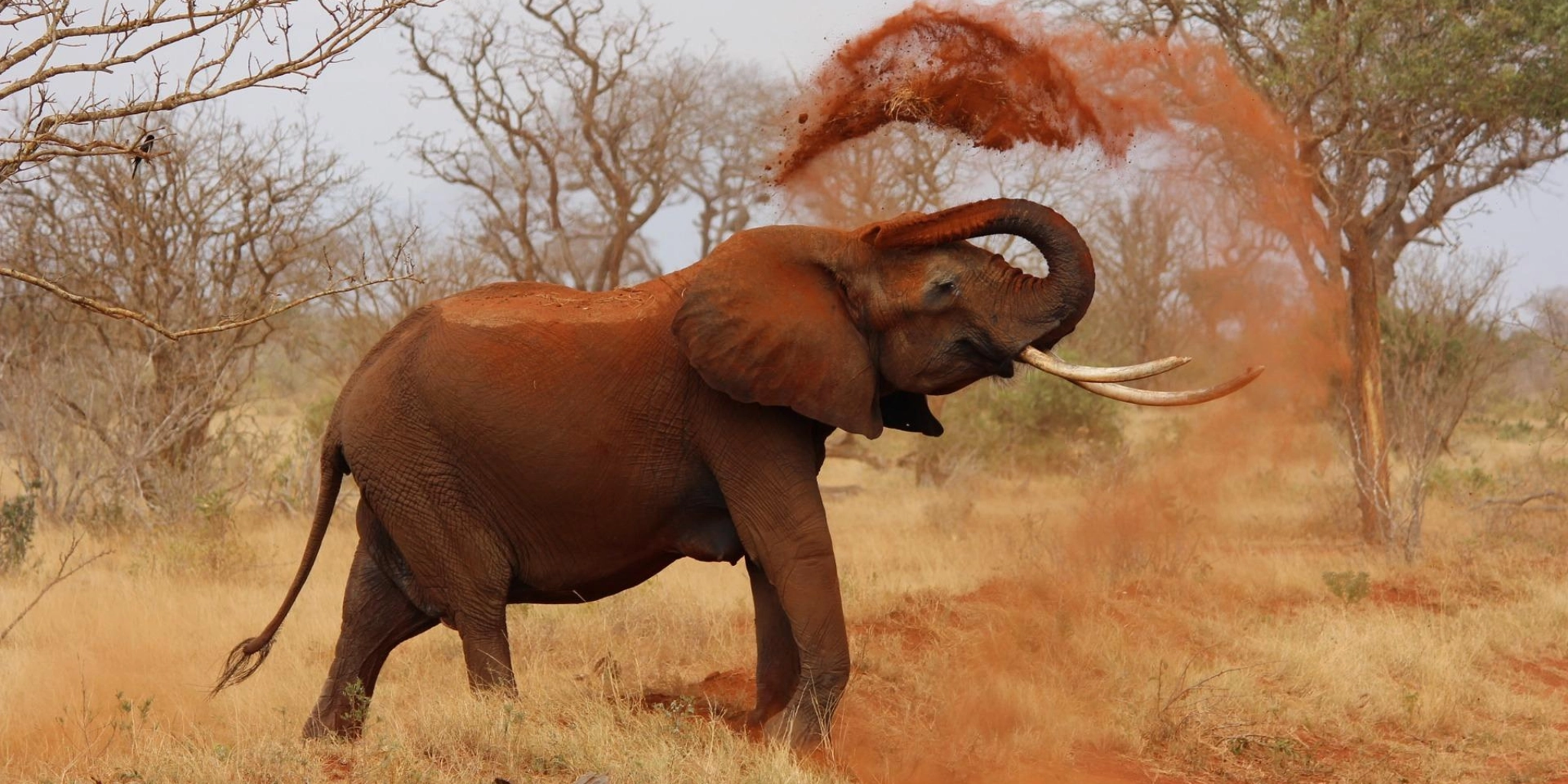 3-Days Tsavo West & East Safari From Nairobi To Mombasa
