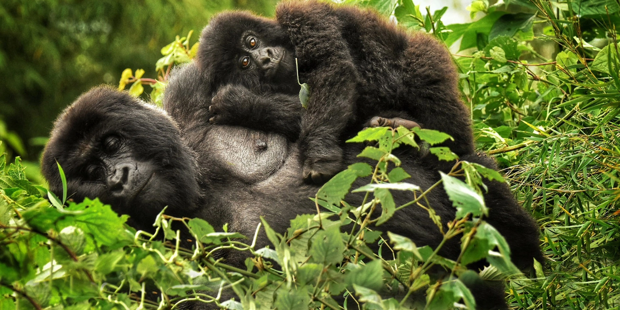 9 Days Uganda Highlights Luxury Safari