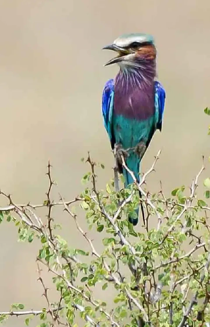 Amboseli