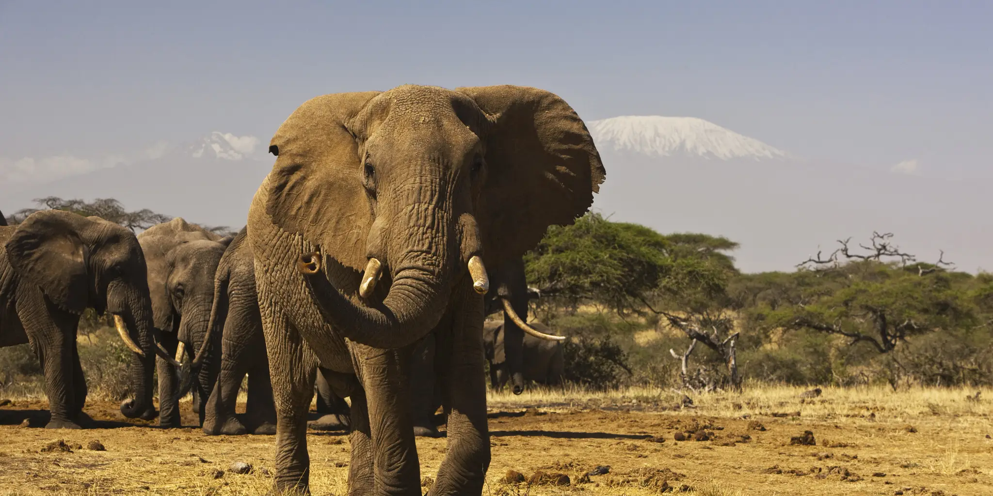 Amboseli National Park Day Trip Safari 