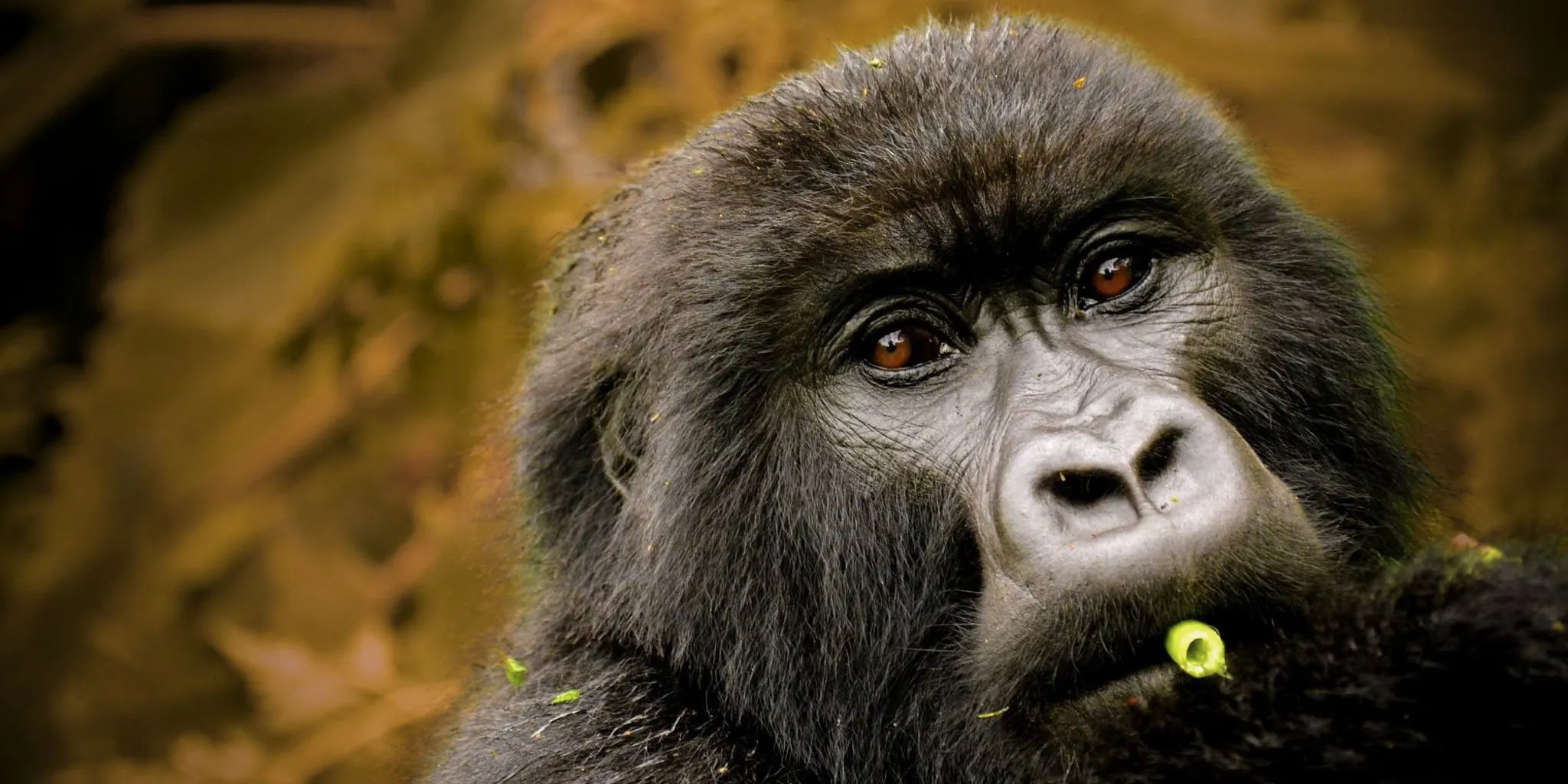 Melodica Africa Tours and Safaris