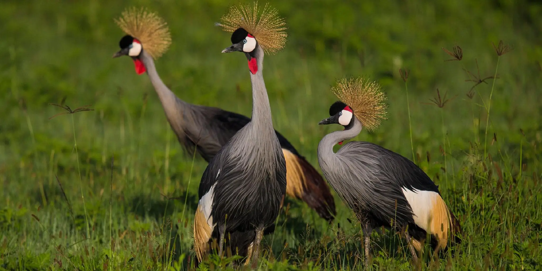 Birding Safaris