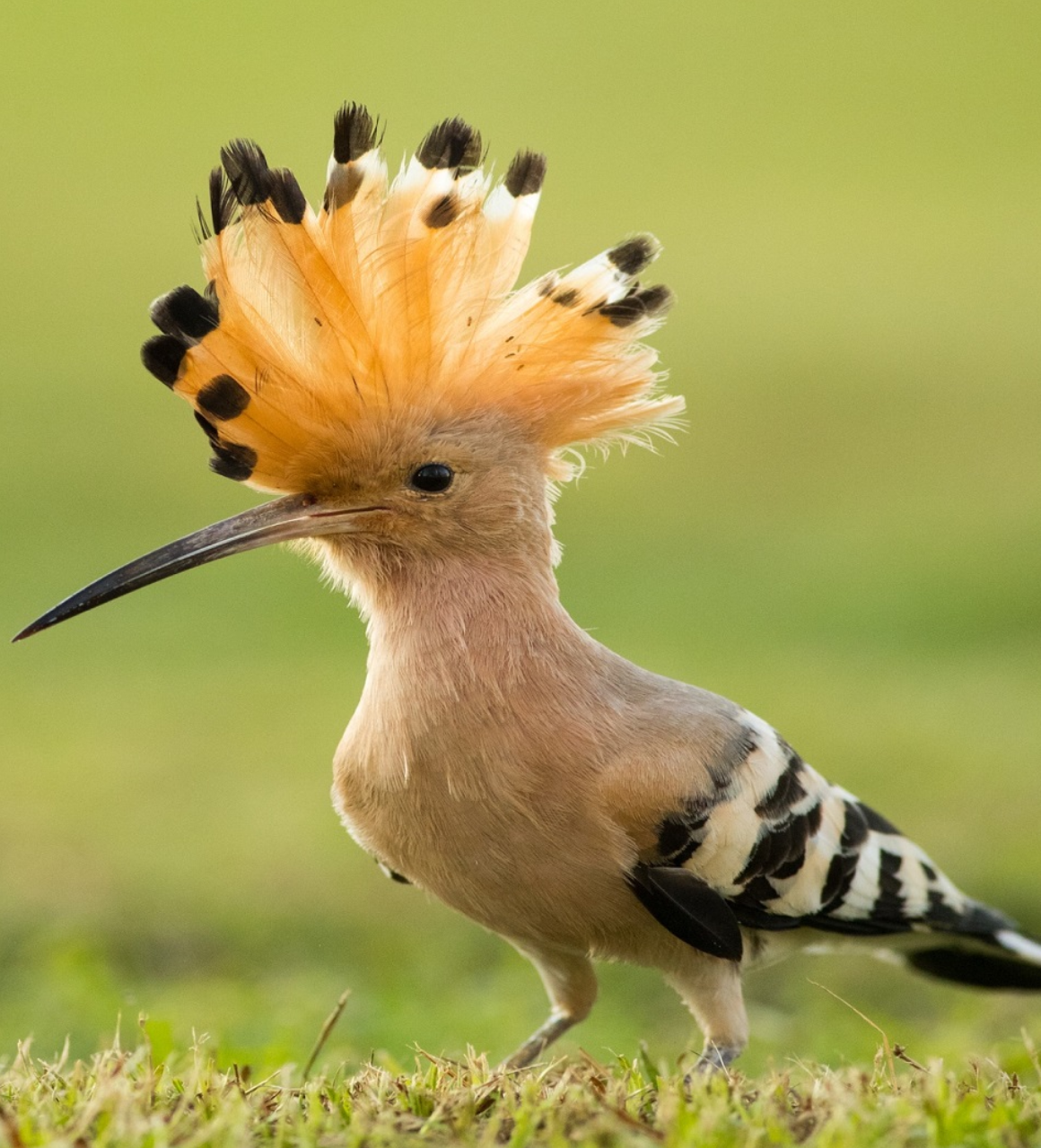 East Africa Safari Experience Birding Safaris