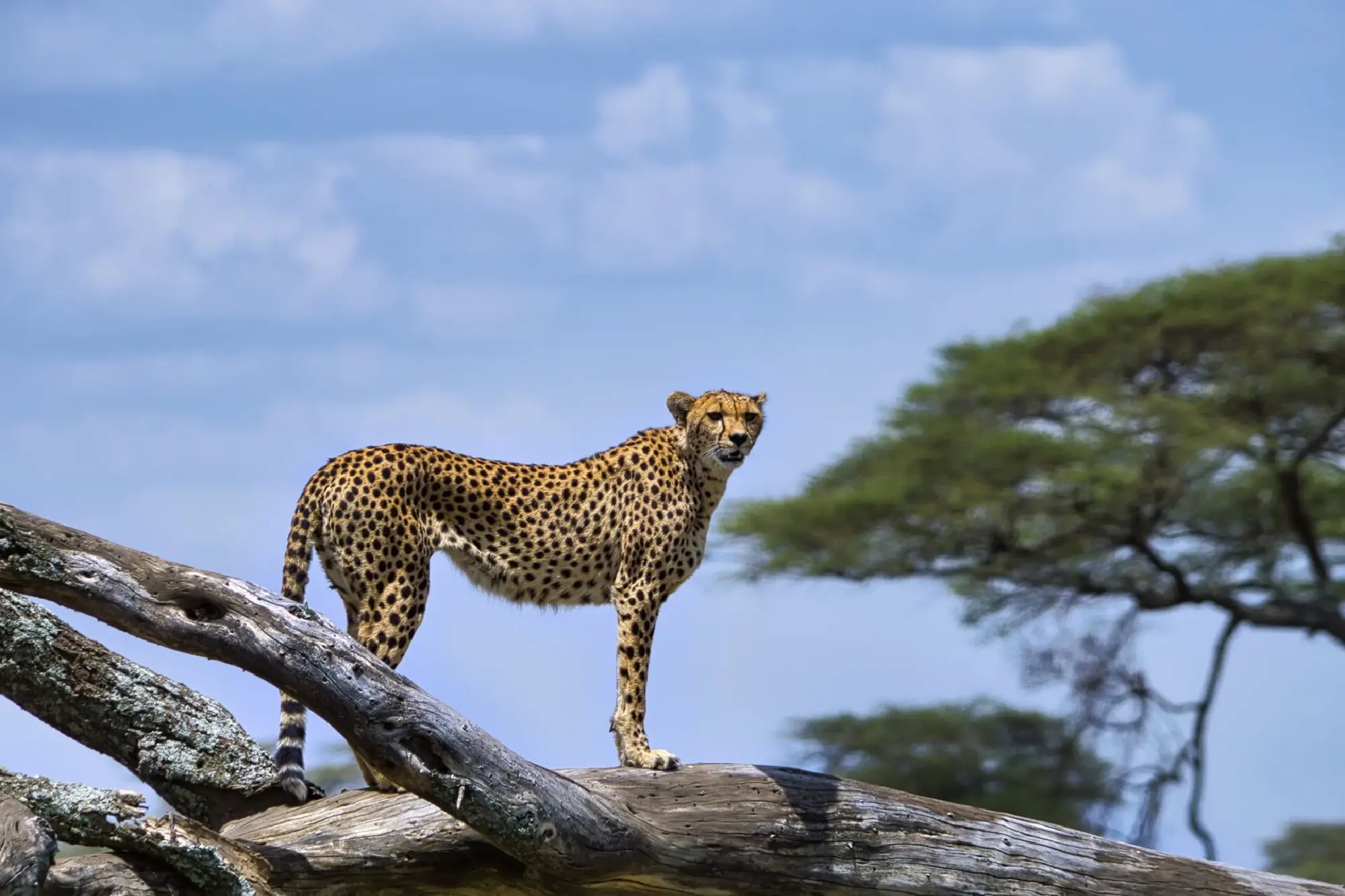 Game Drive Attraction