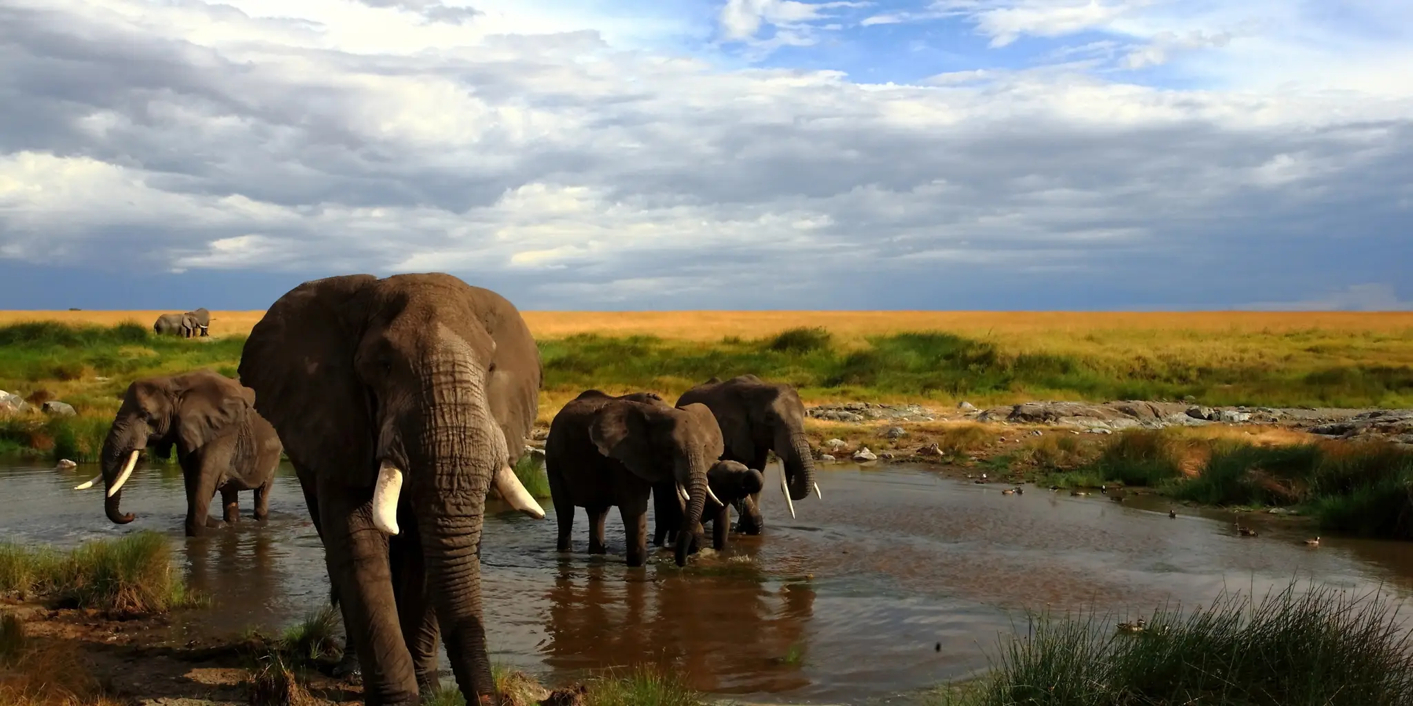 Game Drive