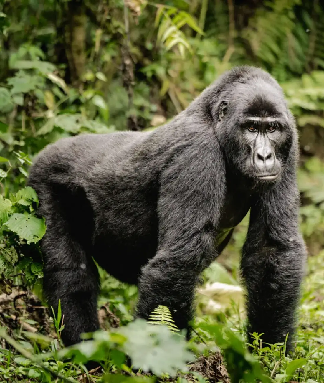 Gorilla Trekking