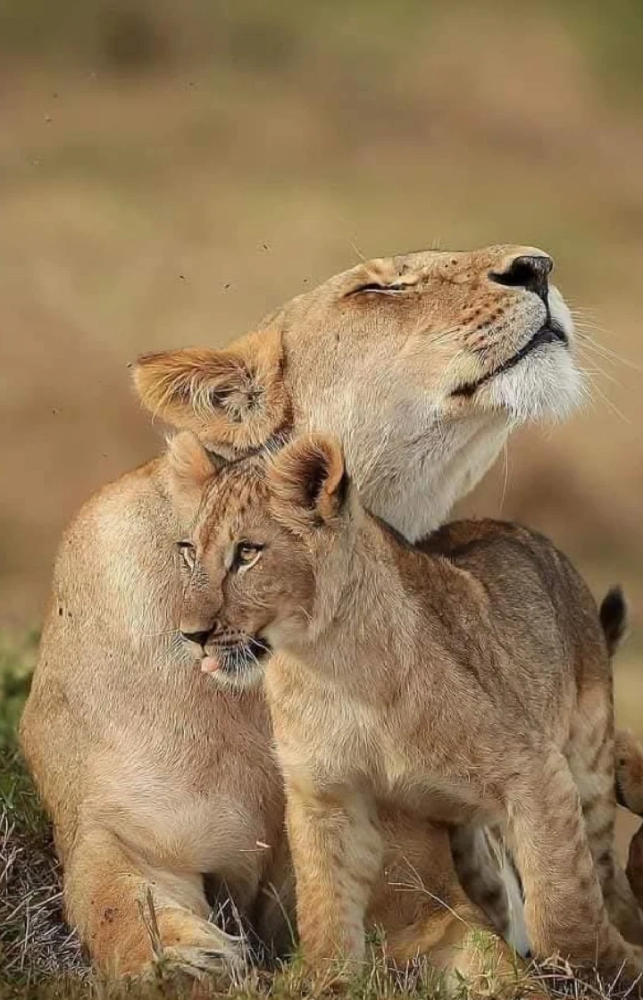  Kenya Destinations Wildlife
