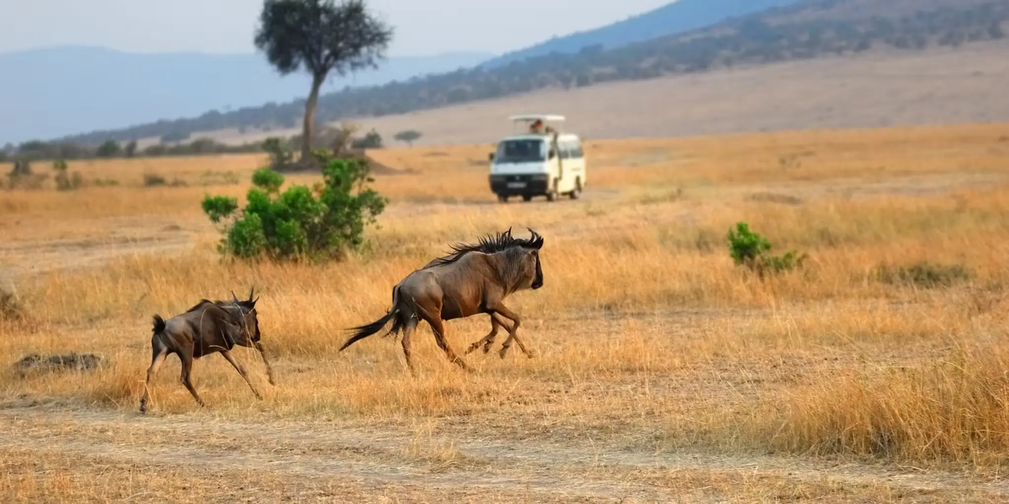 Kenya Safari FAQs