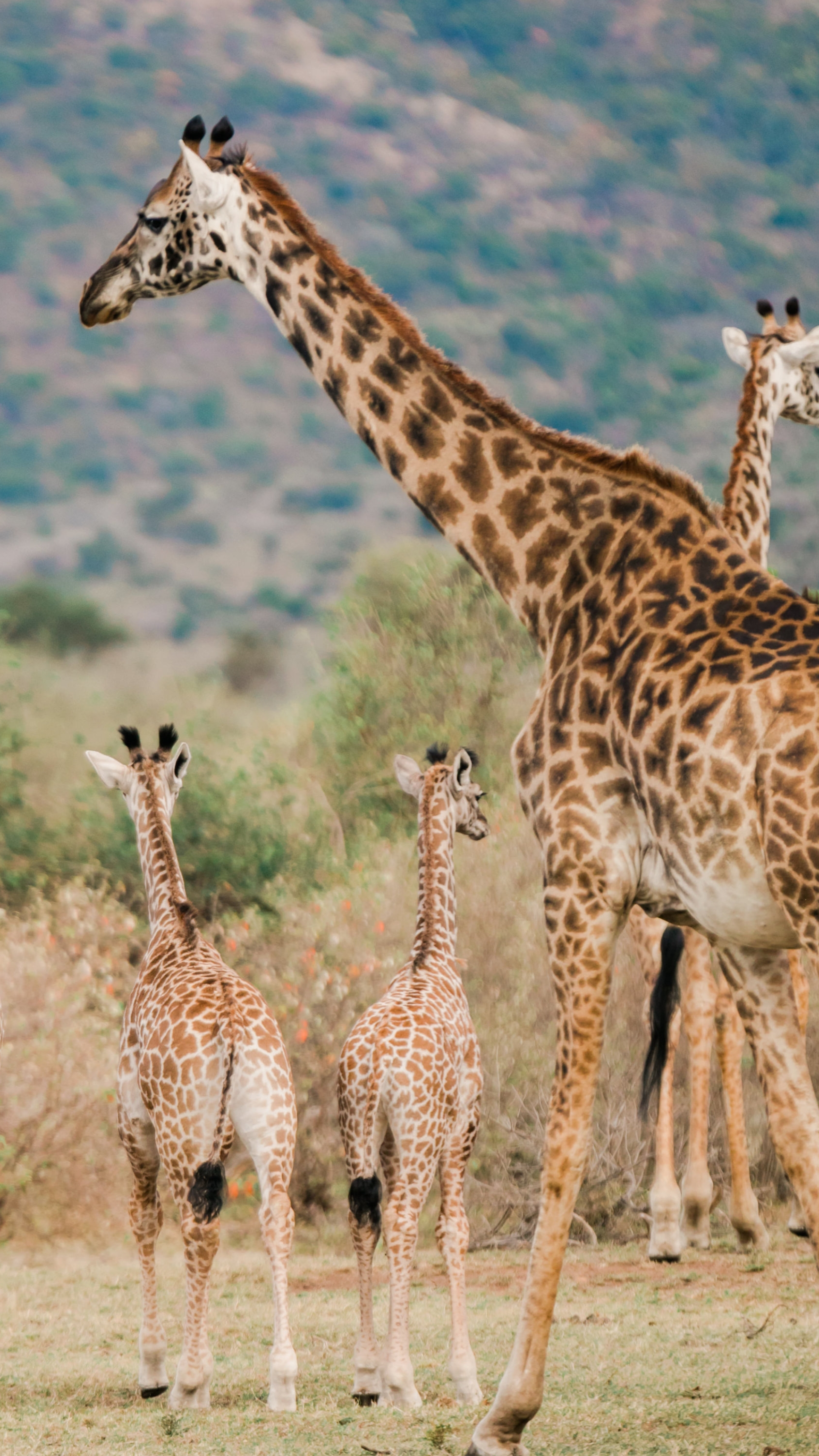Kenya Wildlife Viewing