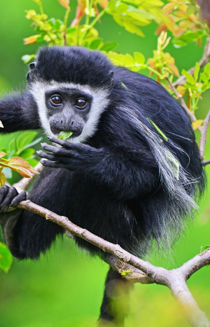 Primate Walks