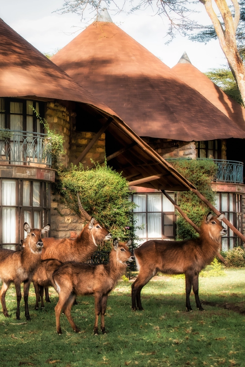 Lake Naivasha sopa
