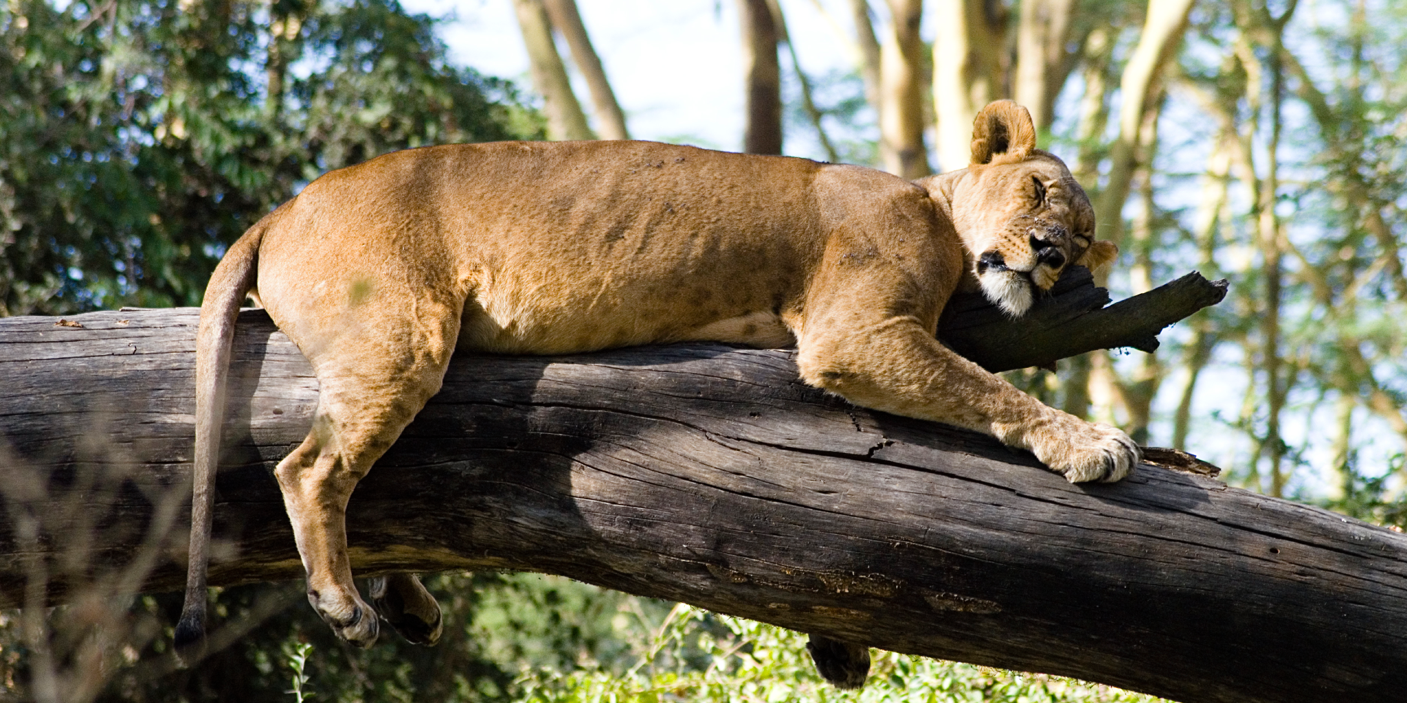 Lake Nakuru Safari Tour