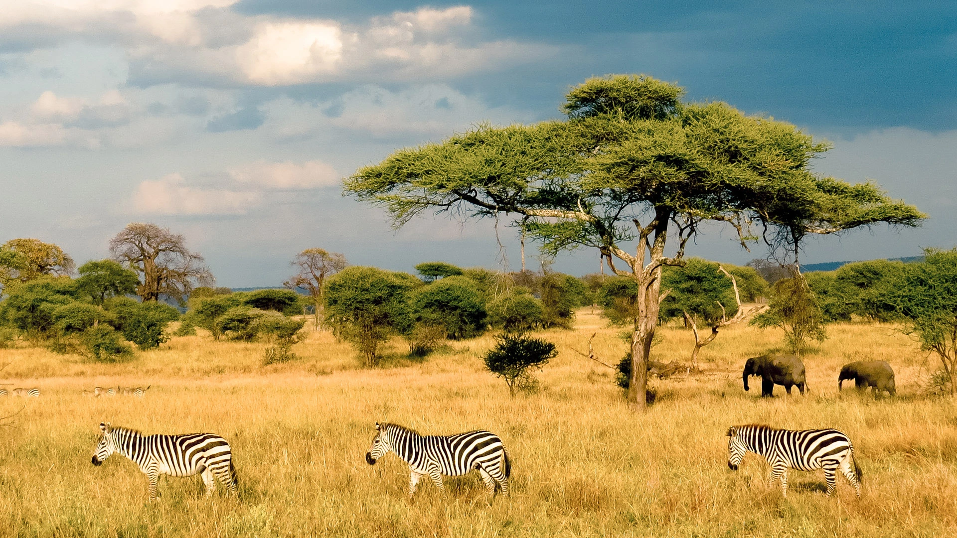 Masai Mara National Reserve Attraction