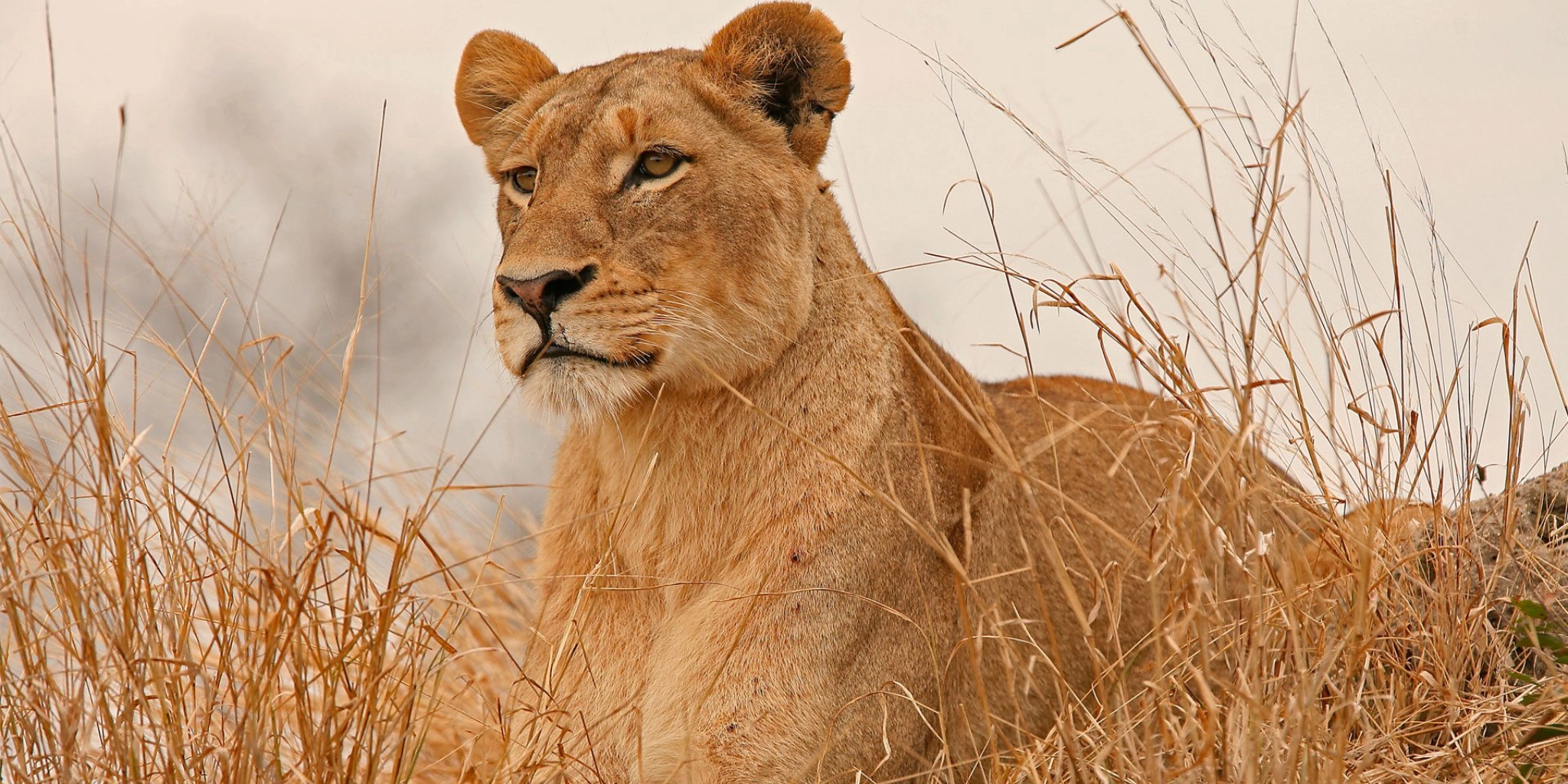  Meru National Park