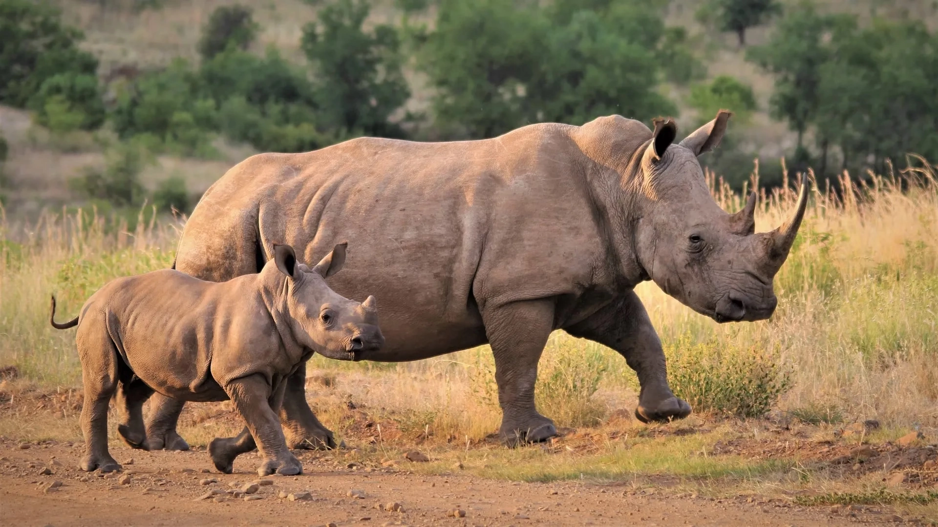 Ol Pejeta Wildlife Sanctuary Attractions
