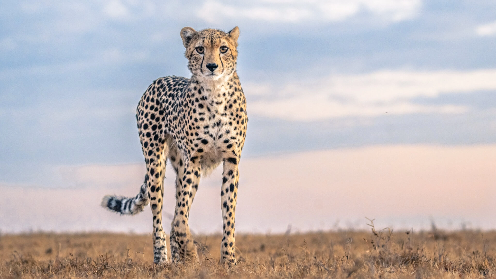 Ol Pejeta Wildlife Sanctuary Attractions