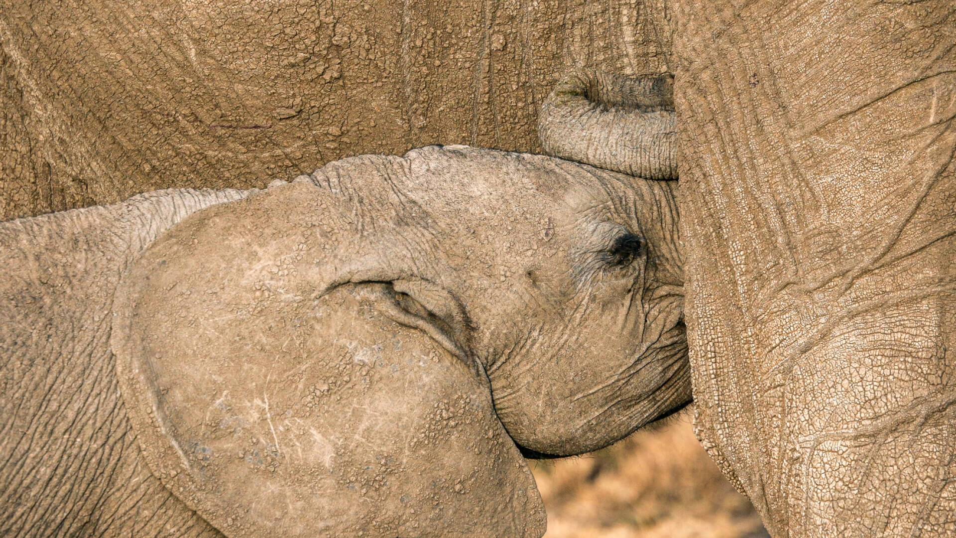 Ol Pejeta Wildlife Sanctuary Attractions
