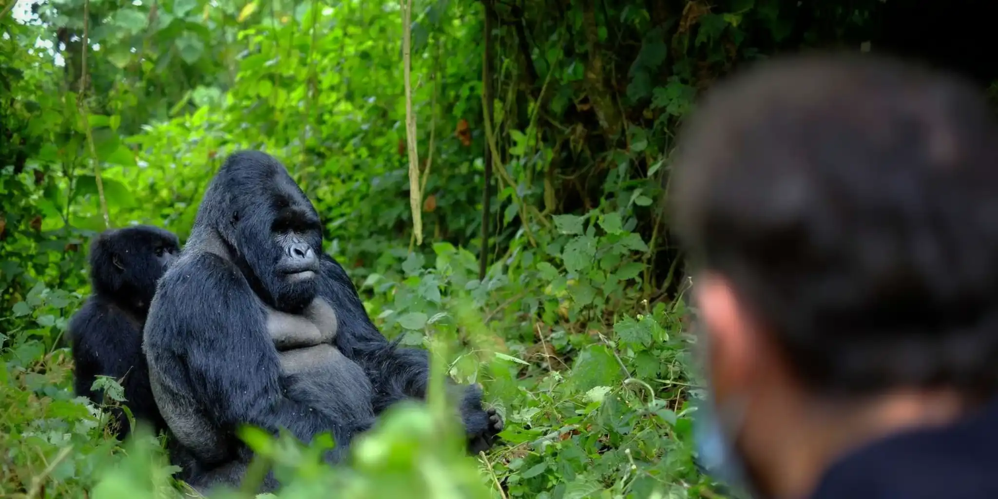 Rwanda Safari Cost