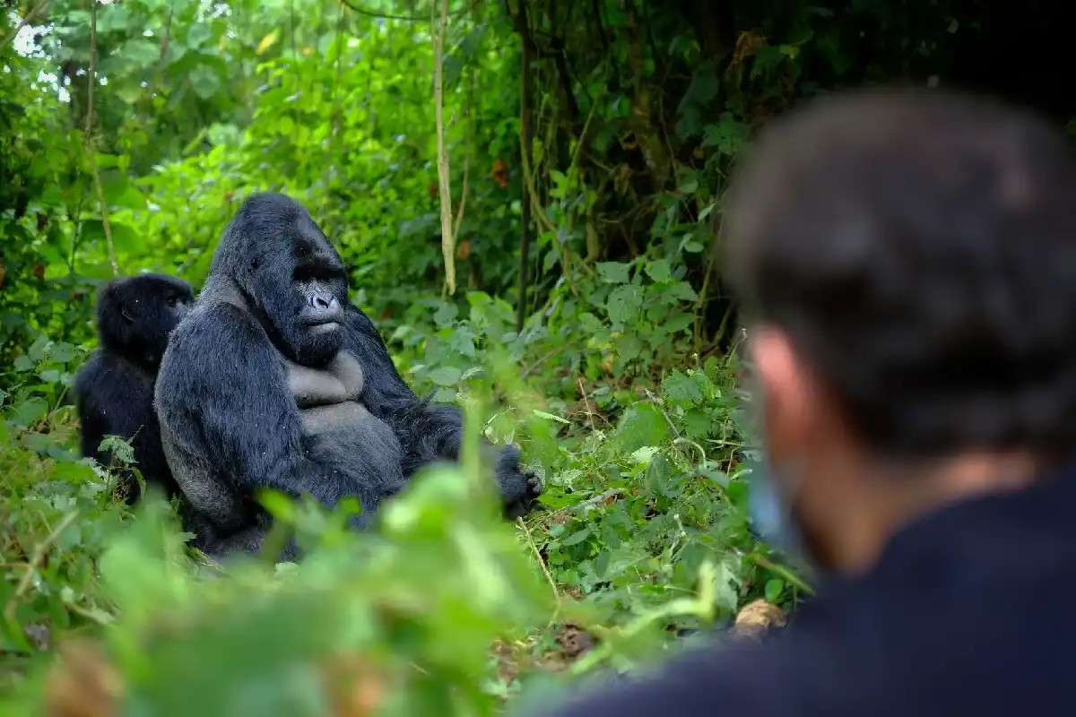 Rwanda Safari Cost