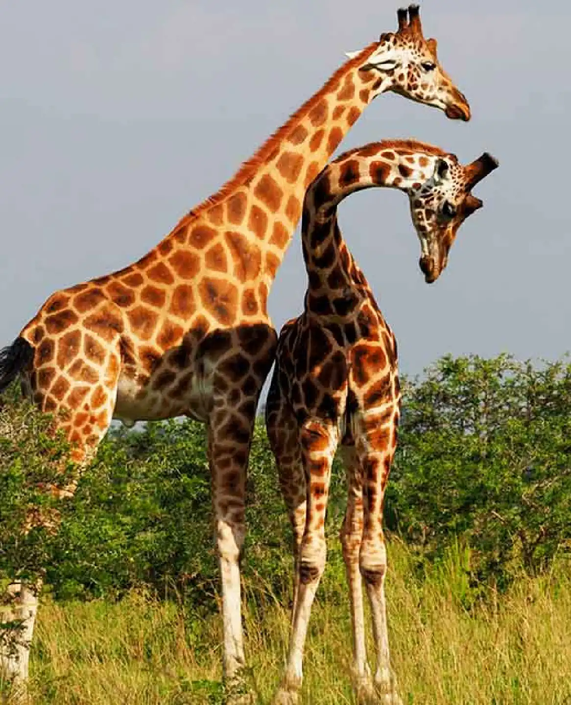 Rwanda  Safari Faqs