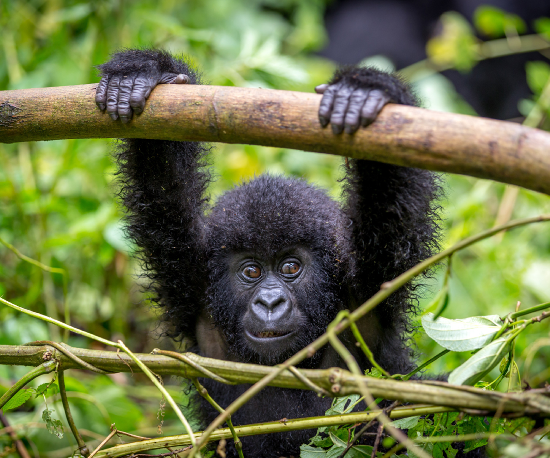 Rwanda Safaris 