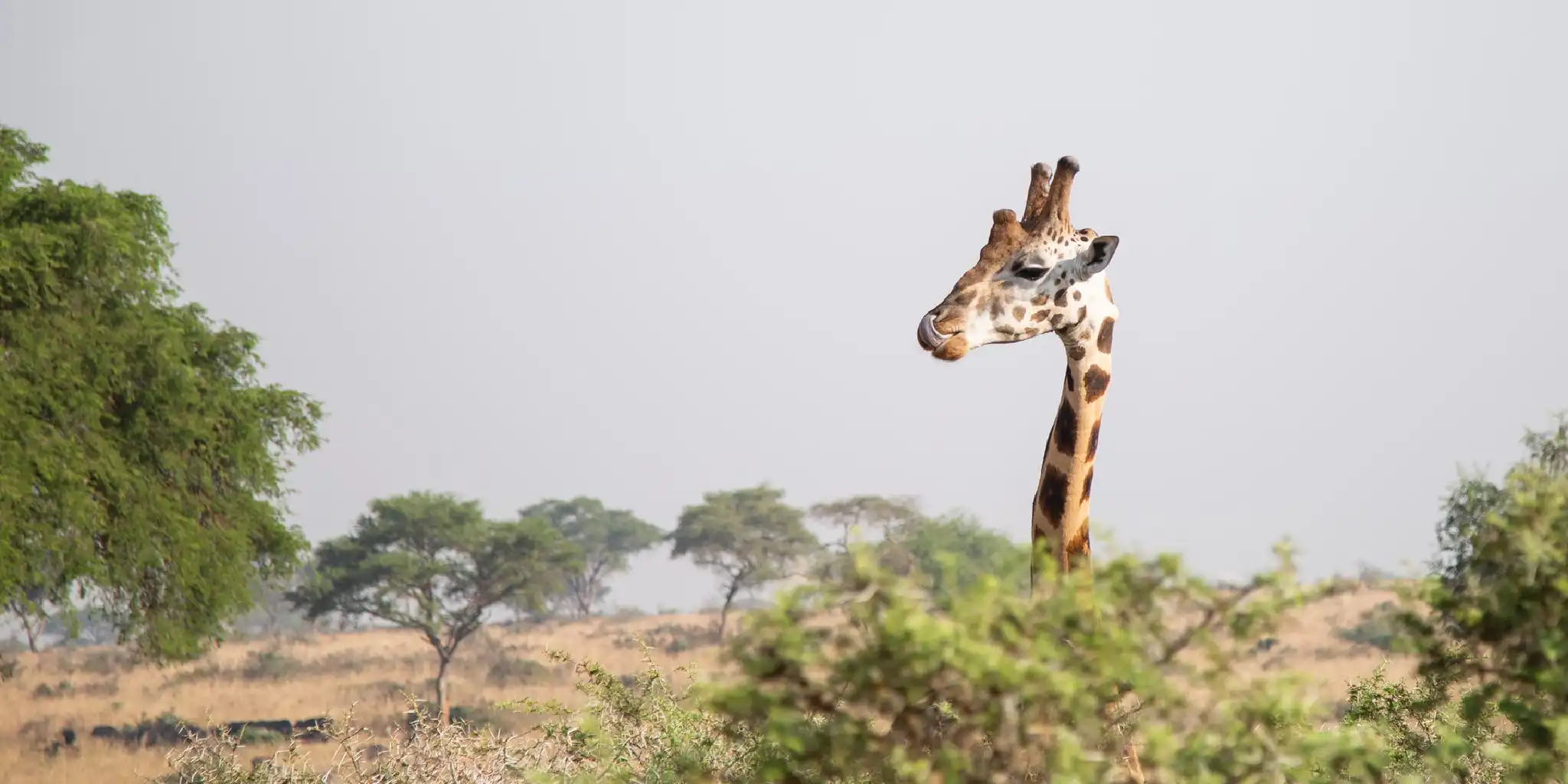 Rwanda Travel Guide