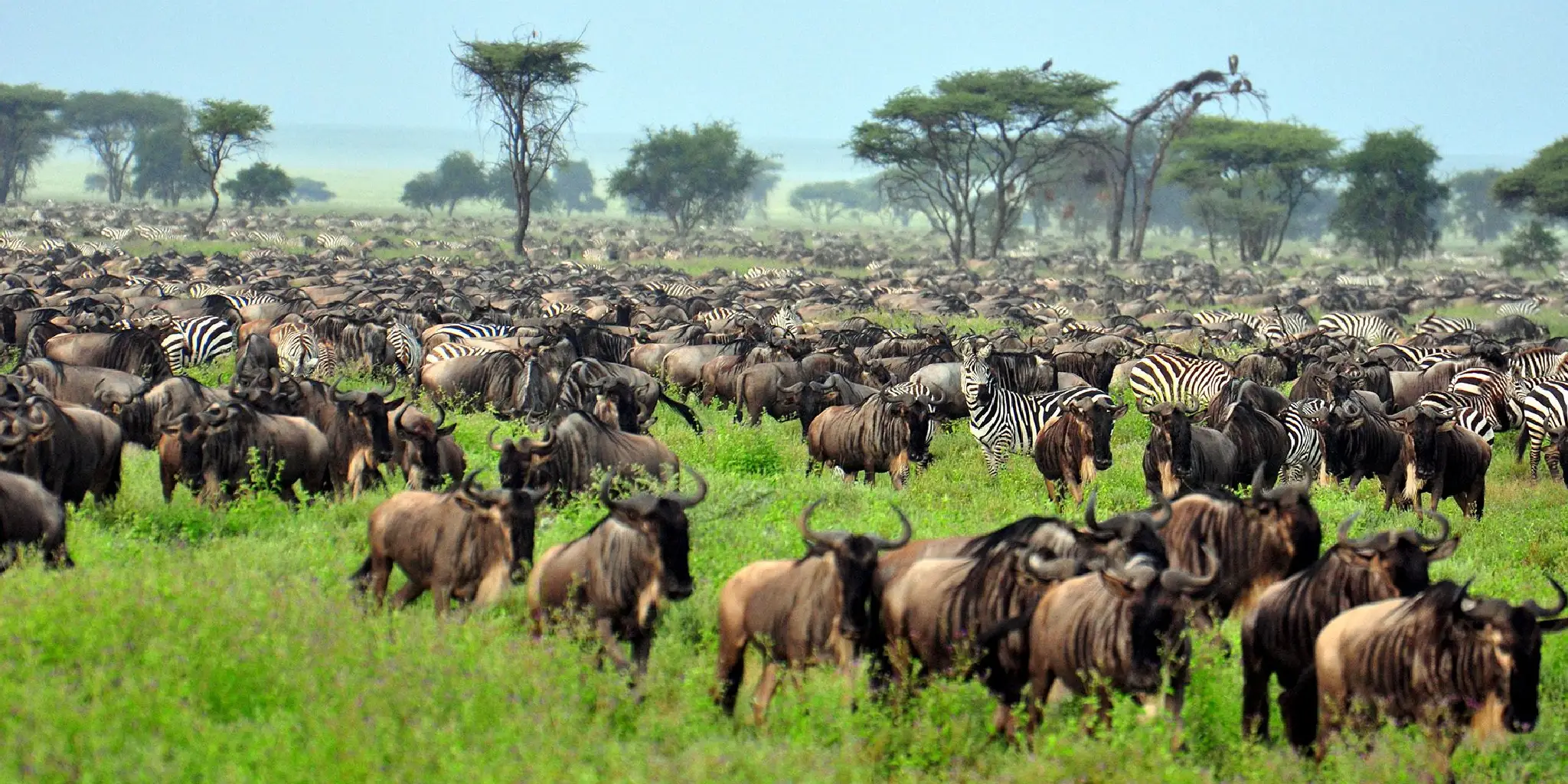Serengeti National Park Day Trip