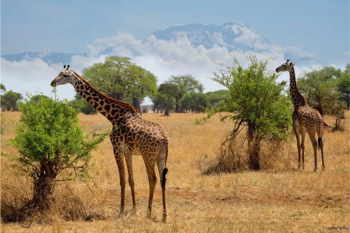Tanzania Safari Faqs