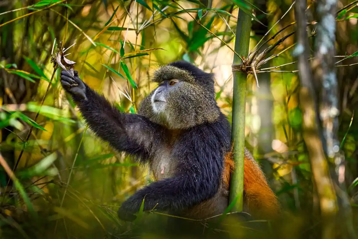 Things To Do In Rwanda