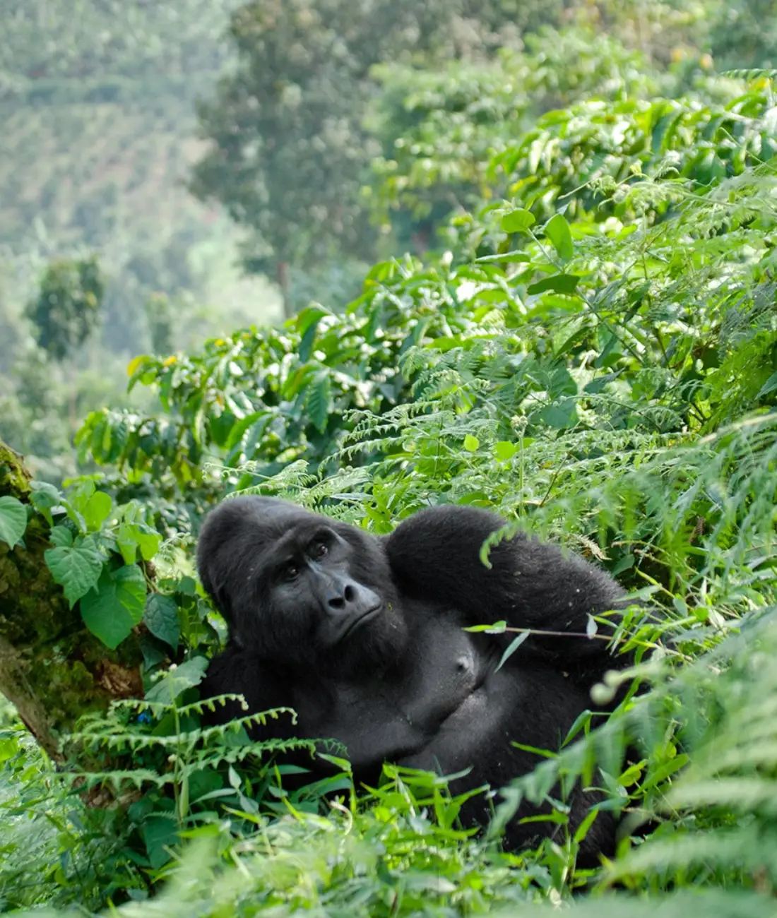 Kenya Safari Cost