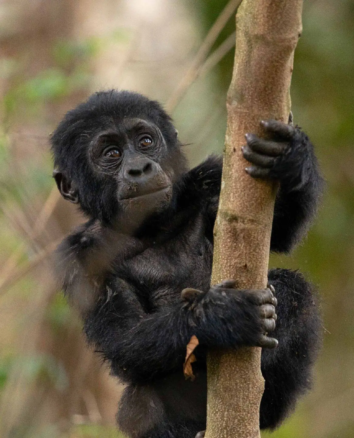 Uganda Safari FAQs