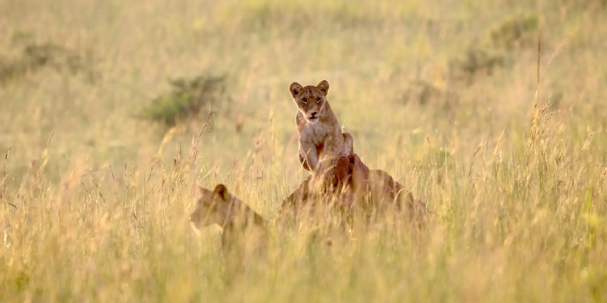 Uganda Safari FAQs