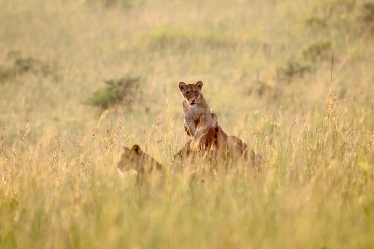Uganda Safari Faqs