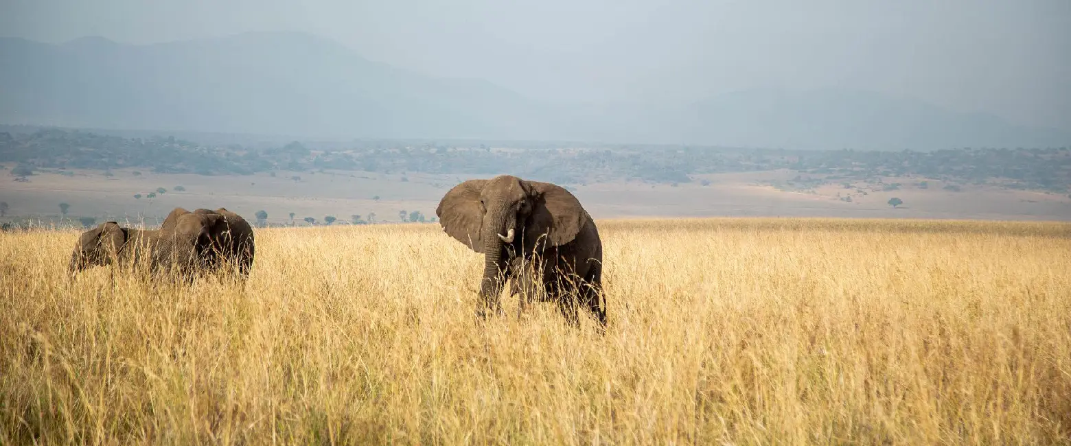 Safari Travellers