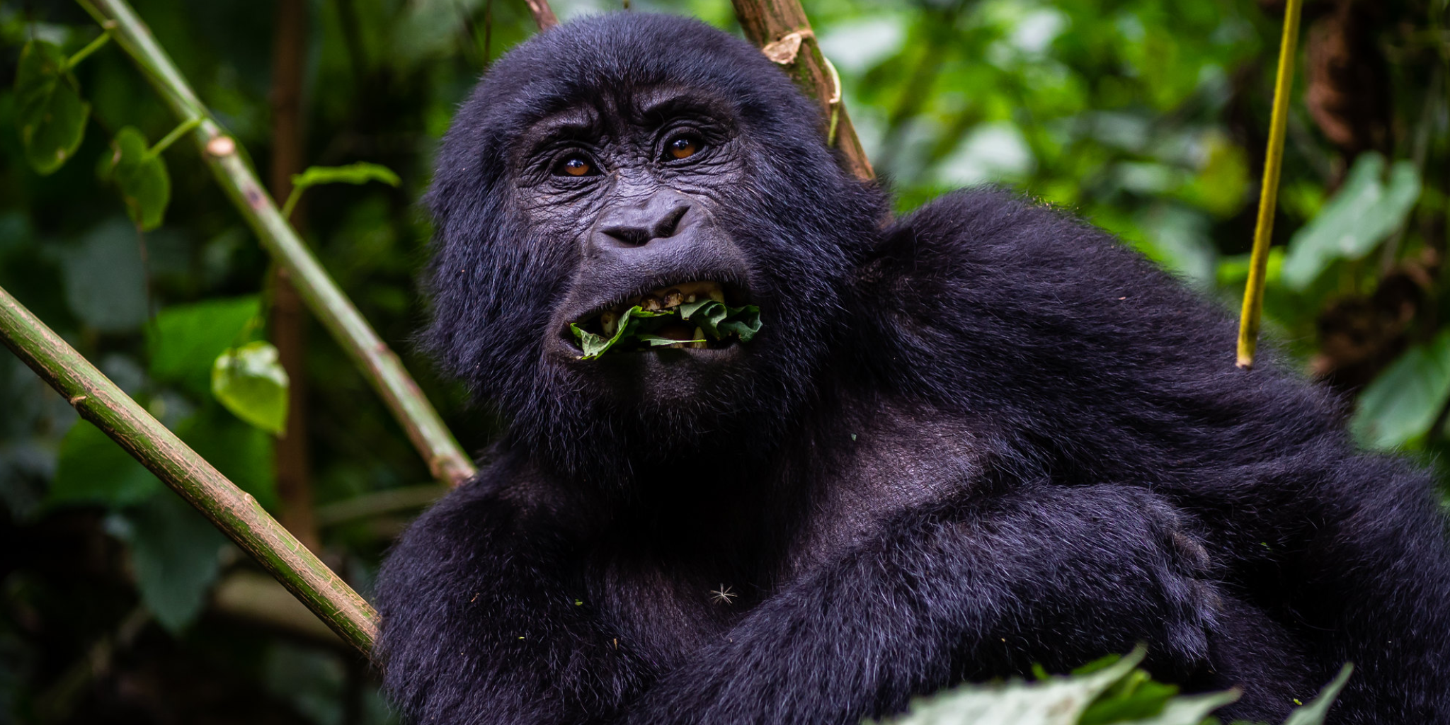 Uganda Safaris