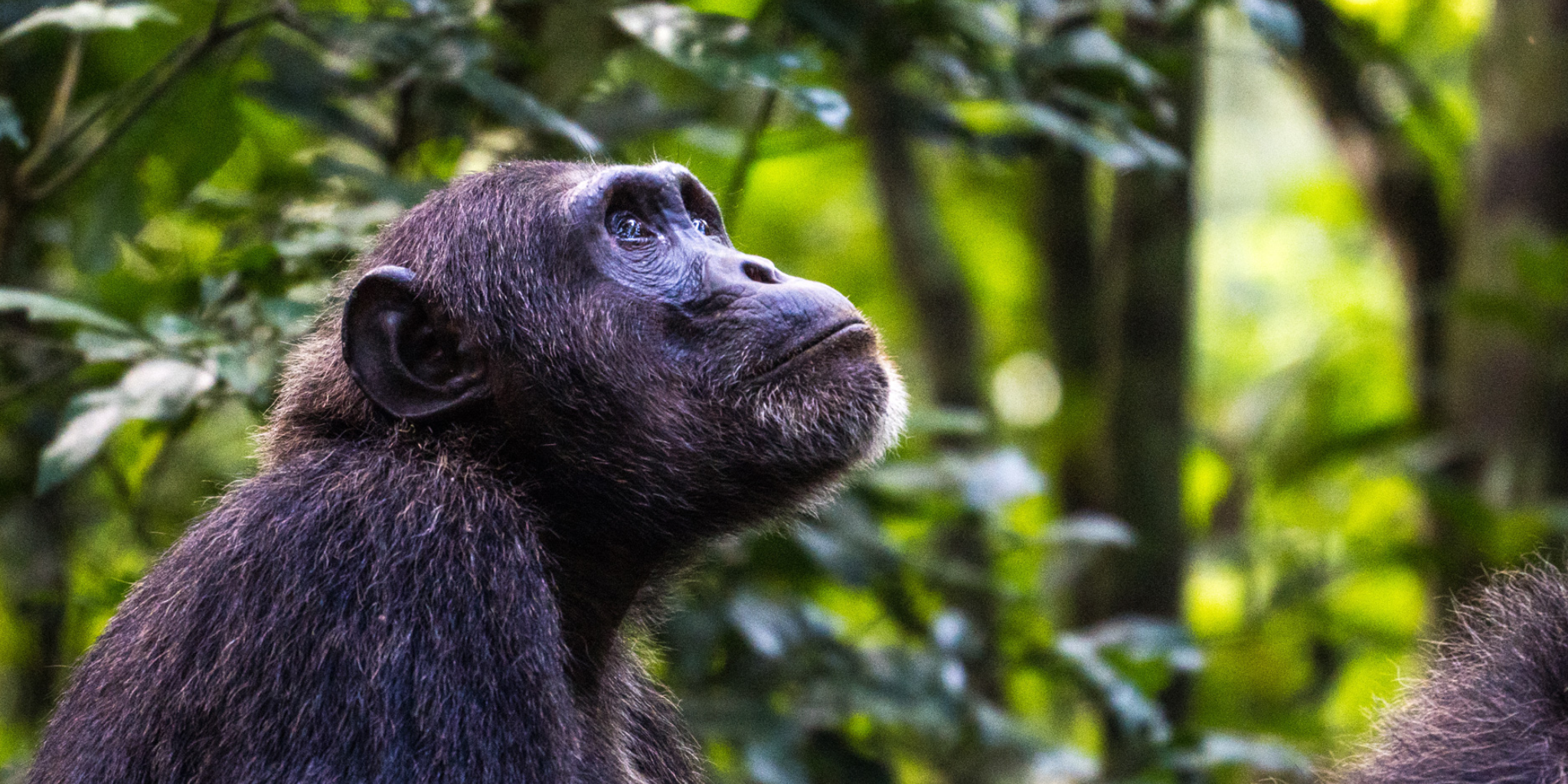 Uganda Travel Guide