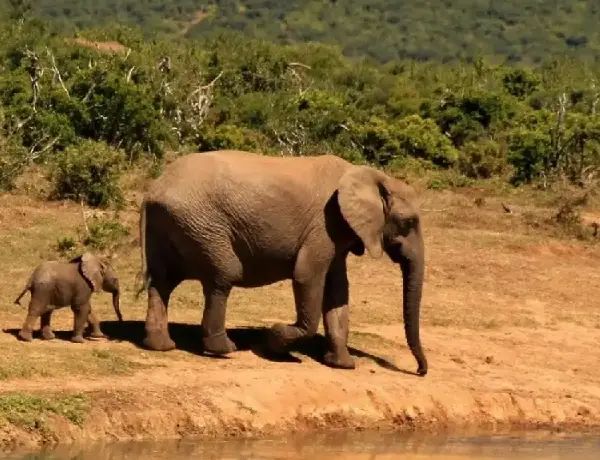 Amboseli