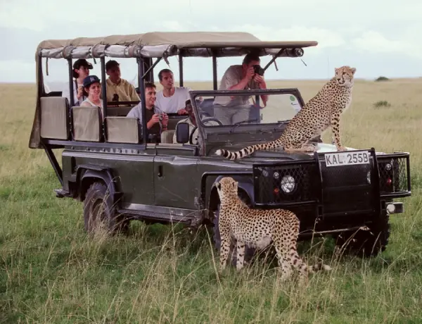 Budget Safari