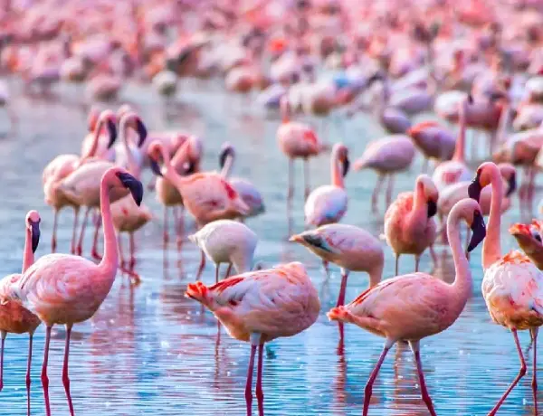 Lake Nakuru