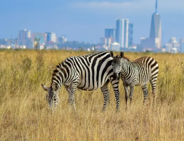 Nairobi