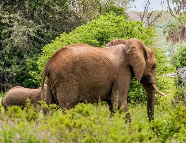 Samburu
