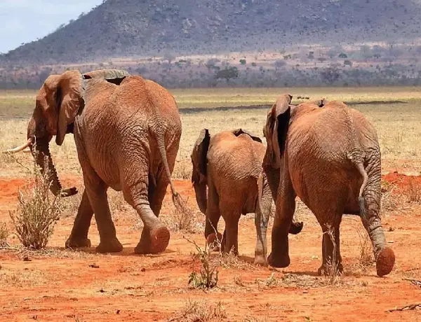 Tsavo East & West